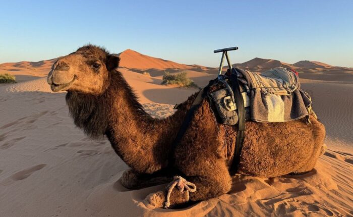 Desert Exploration Trips Nomad Experience
